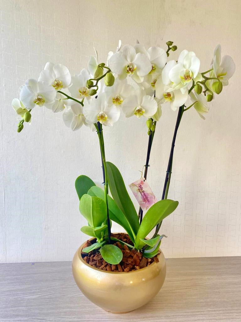 ARREGLO 2 ORQUÍDEAS ALTAS BLANCAS CON MATERA CERÁMICA (AMC)