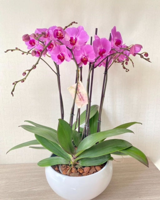 ARREGLO DELUXE 6 VARAS DE ORQUIDEAS ALTAS FUCSIA MATERA CERAMICA(AMC)