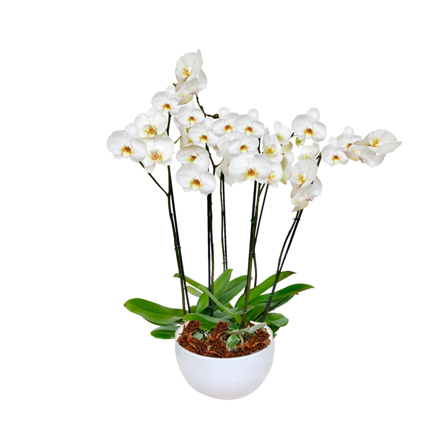 ARREGLO DELUXE 6 VARAS DE ORQUIDEAS ALTAS BLANCAS MATERA CERAMICA(AMC)