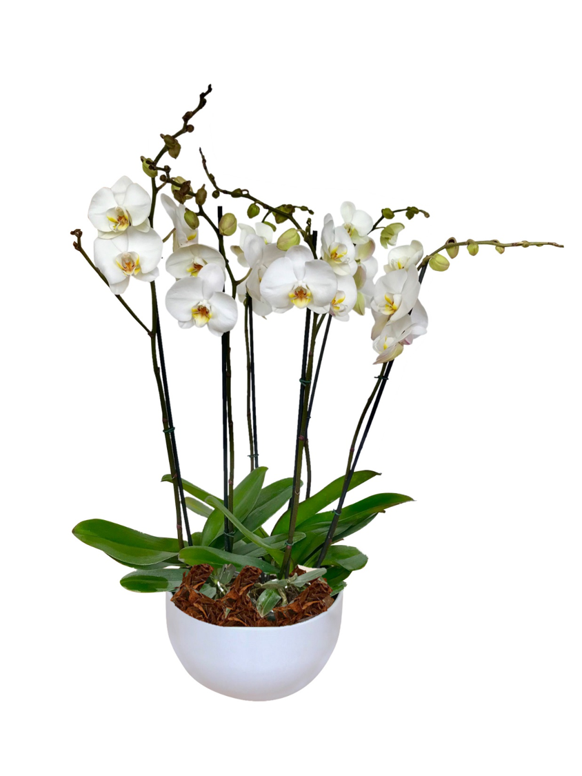 ARREGLO DELUXE 6 VARAS DE ORQUIDEAS ALTAS BLANCAS MATERA CERAMICA(AMC)