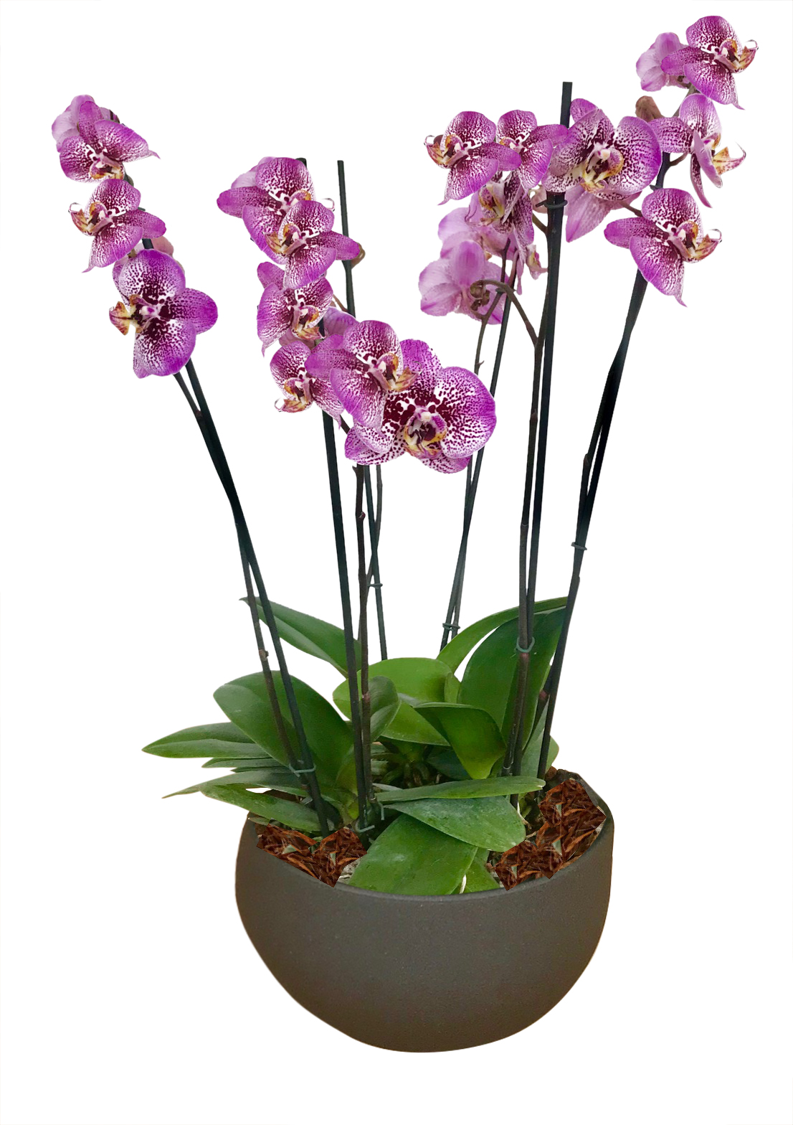 ARREGLO DELUXE 6 VARAS DE ORQUIDEAS ALTAS FUCSIA MATERA CERAMICA(AMC)