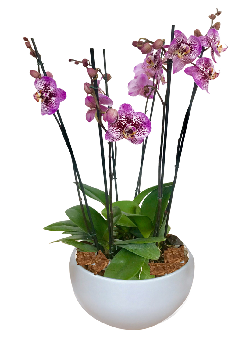 ARREGLO DELUXE 6 VARAS DE ORQUIDEAS ALTAS FUCSIA MATERA CERAMICA(AMC)
