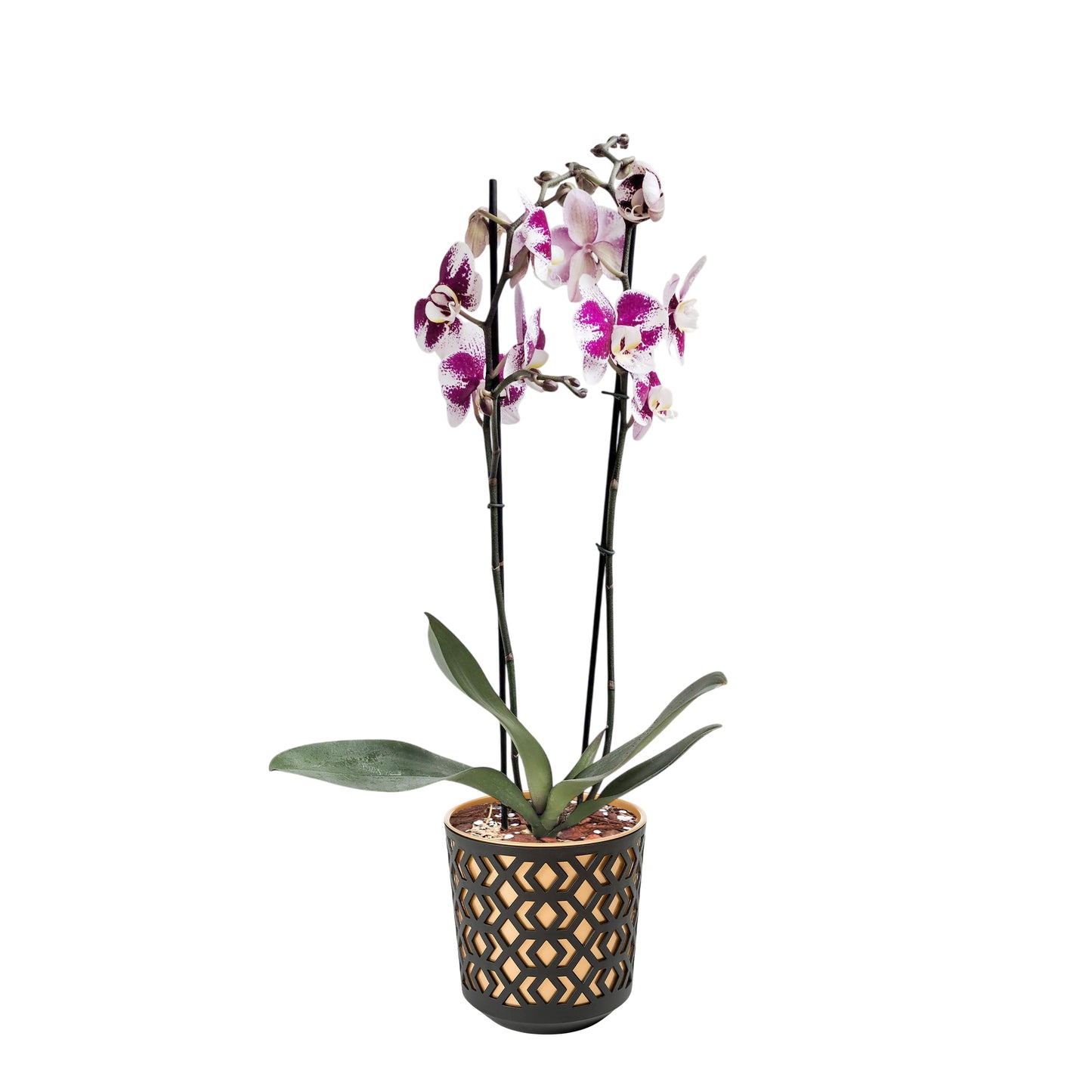 ORQUÍDEA DOS TALLOS SPLASH - EN MATERA PLÁSTICA AZTEK