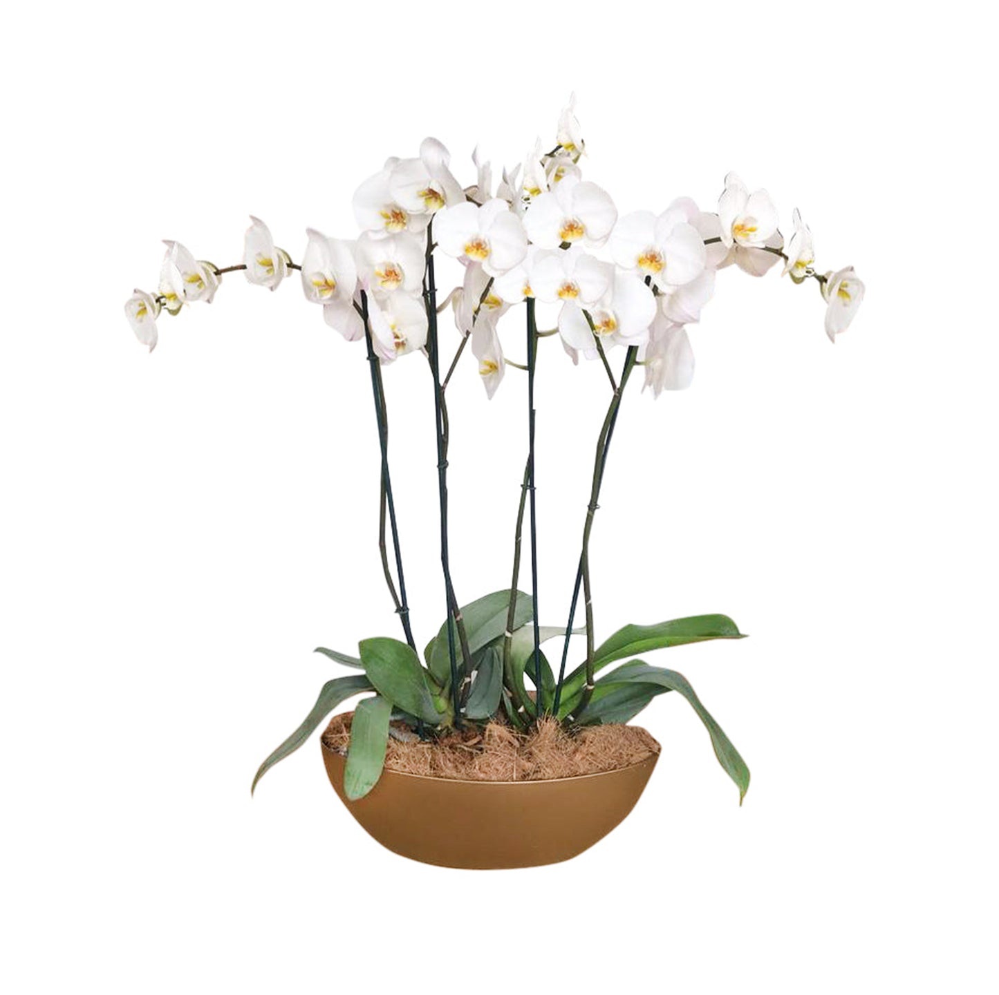 ARREGLO 4 VARAS DE ORQUIDEAS COLOR ORO