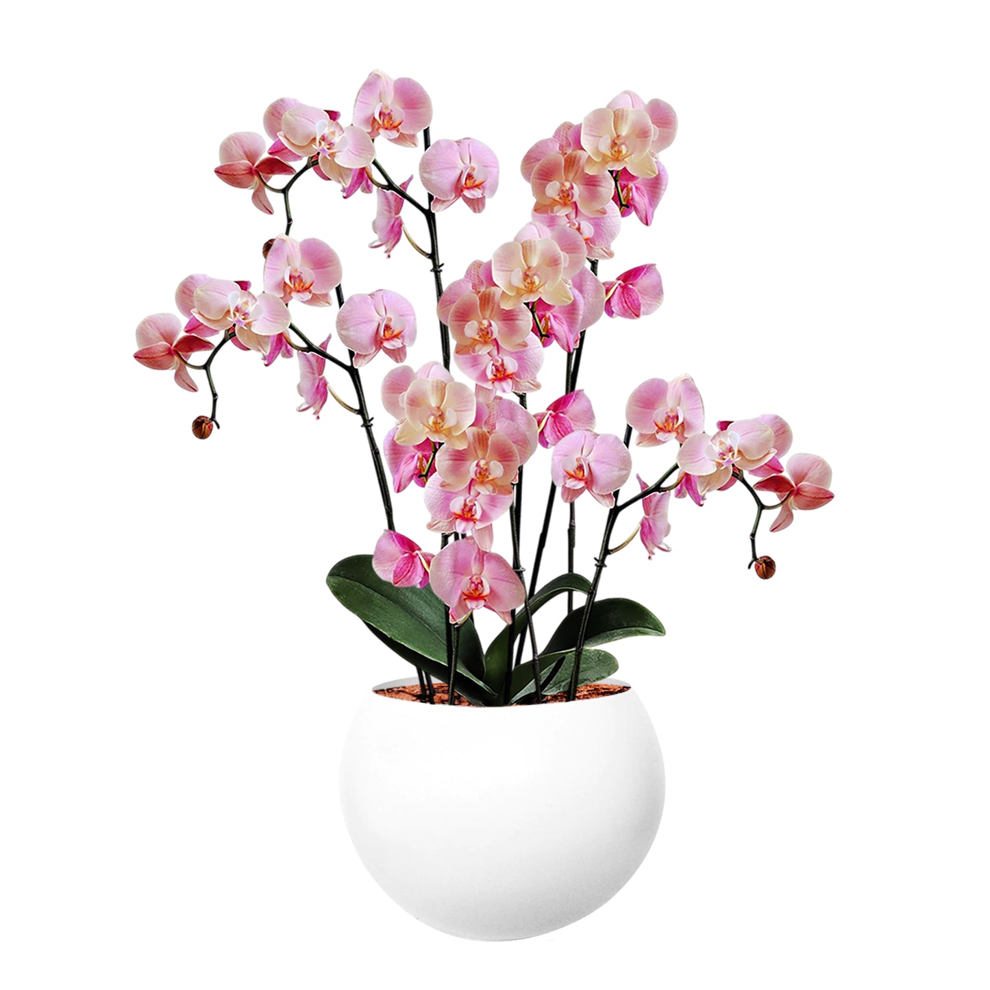 ORQUÍDEA SEIS TALLOS ROSADA - EN MATERA ALUMINIO 31 CM BLANCA