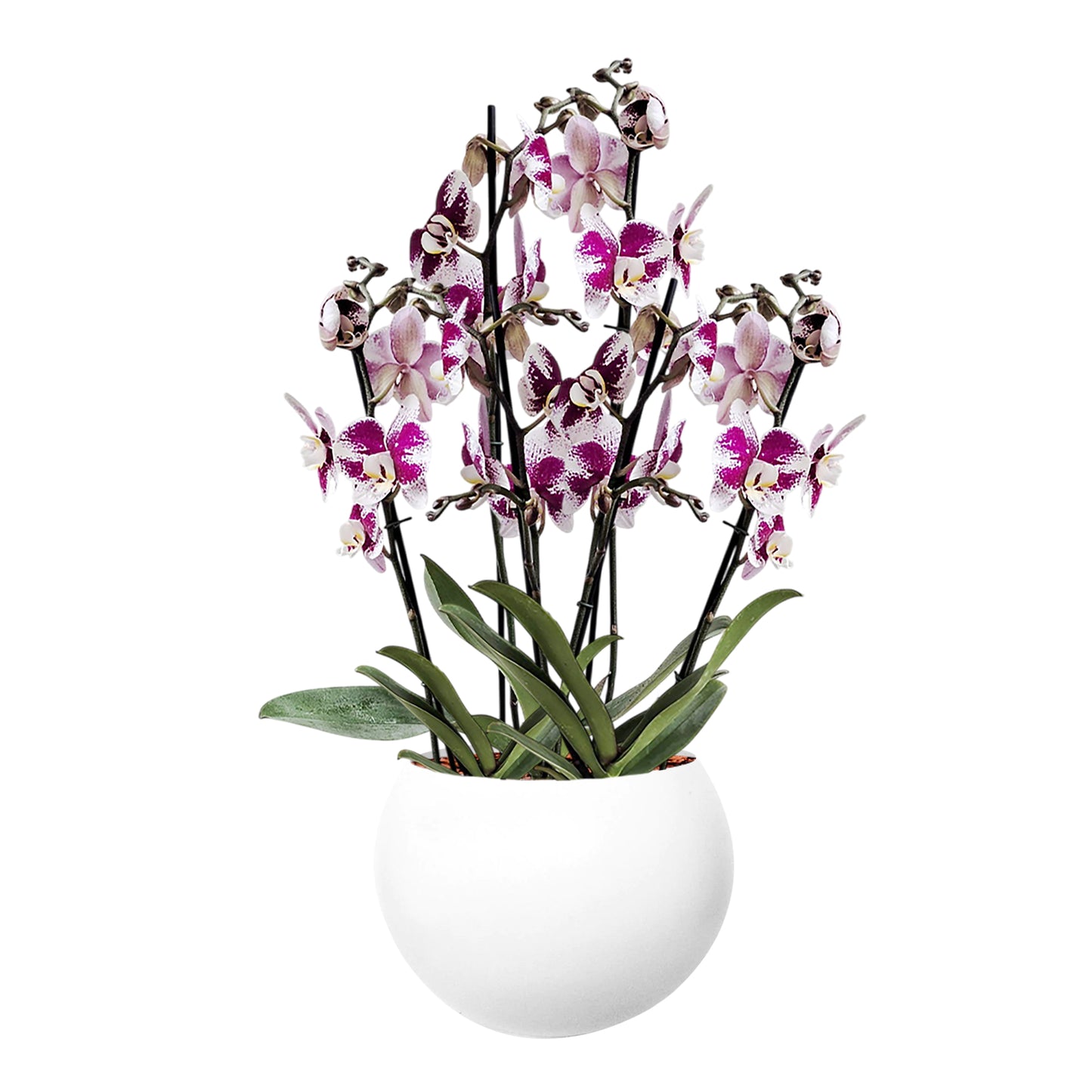 ORQUÍDEA SEIS TALLOS SPLASH - EN MATERA ALUMINIO 31 CM BLANCA