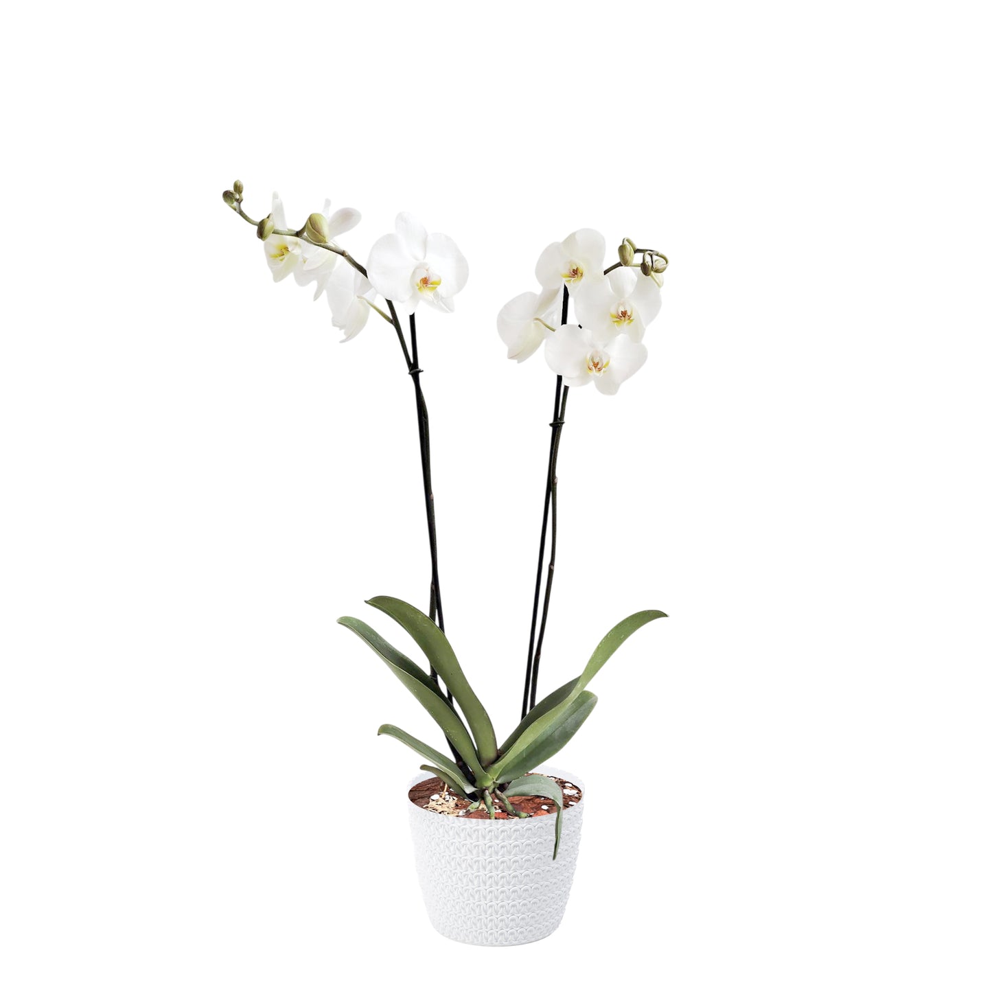 ORQUÍDEA DOS TALLOS BLANCA - EN MATERA PLÁSTICA JERSY BLANCA
