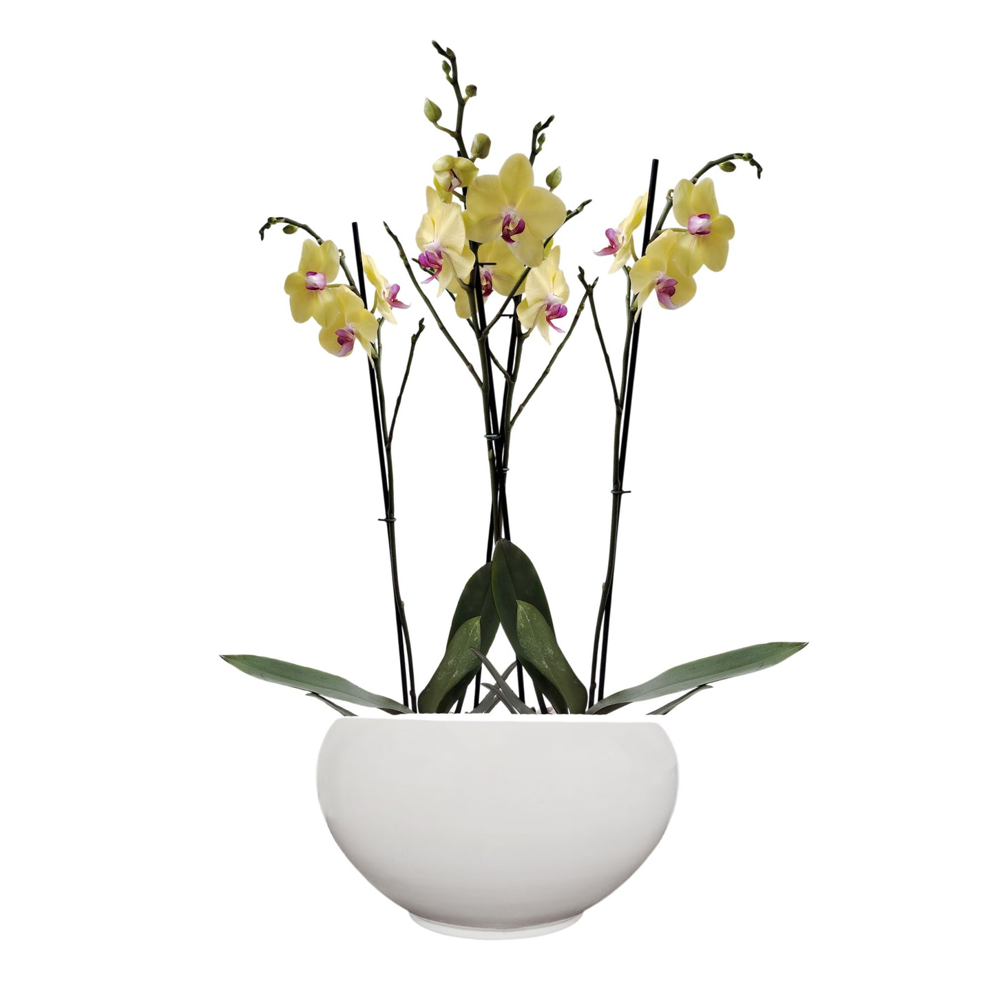 ORQUÍDEA CUATRO TALLOS AMARILLA - EN MATERA CERÁMICA BOWL LISA