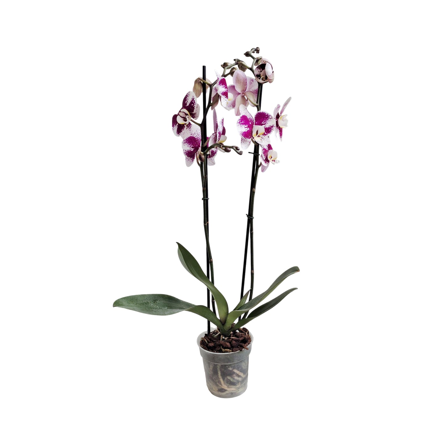 ORQUÍDEA DOS TALLOS SPLASH FUCSIA/BLANCO SMR