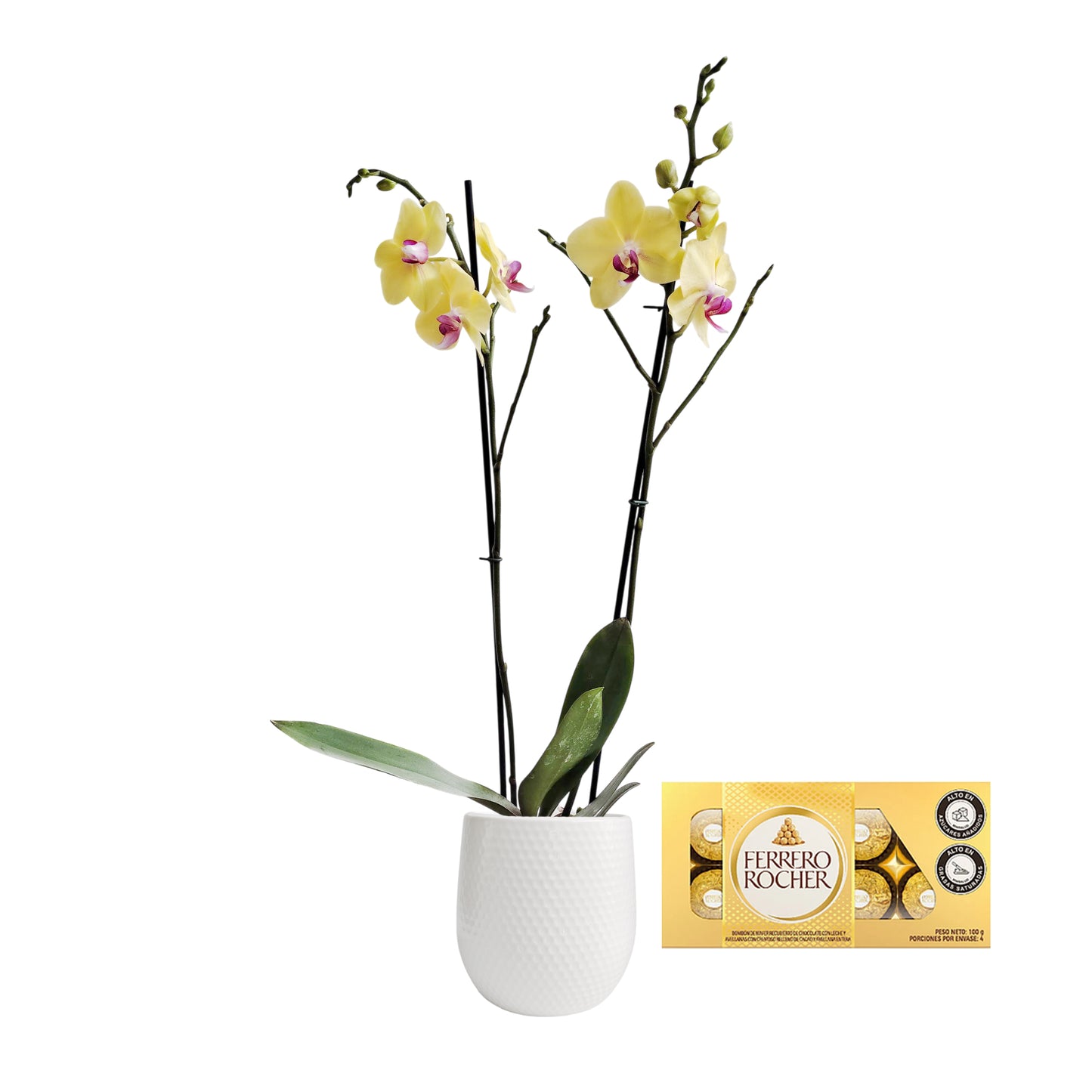 ORQUIDEA DOS TALLOS YELOW MATERA CERÁMICA (AMC)