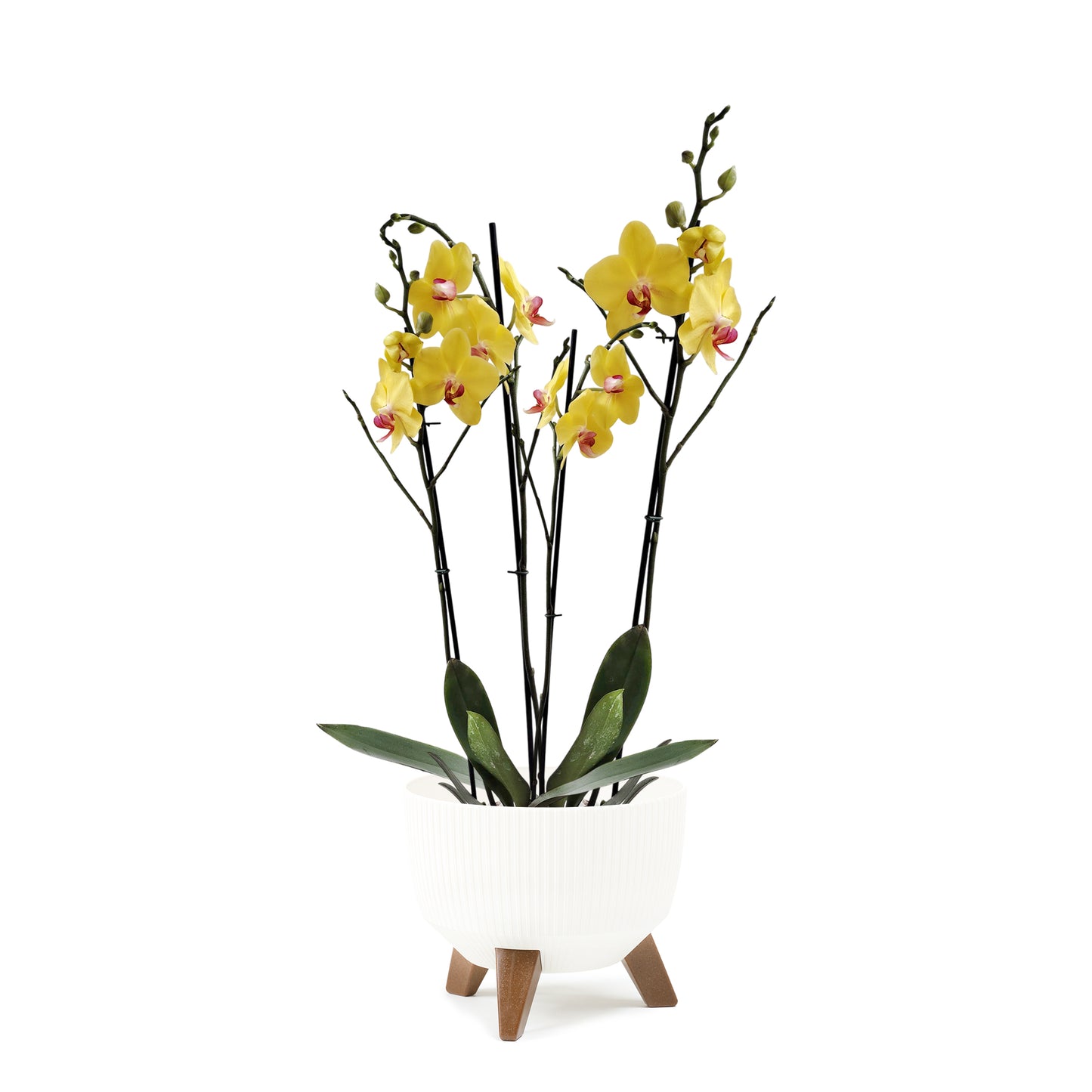 ORQUÍDEA SEIS TALLOS YELOW - EN MATERA PLÁSTICA ROMA MPR