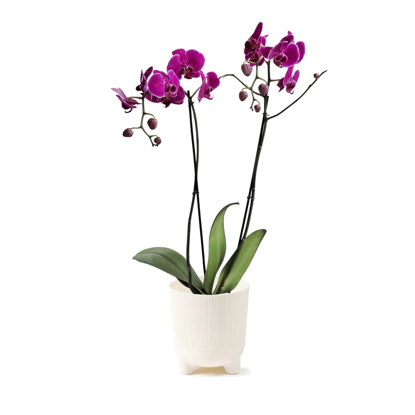 ORQUÍDEA DOS TALLOS COLOR FUCSIA - EN MATERA PLÁSTICA DECORATIVA