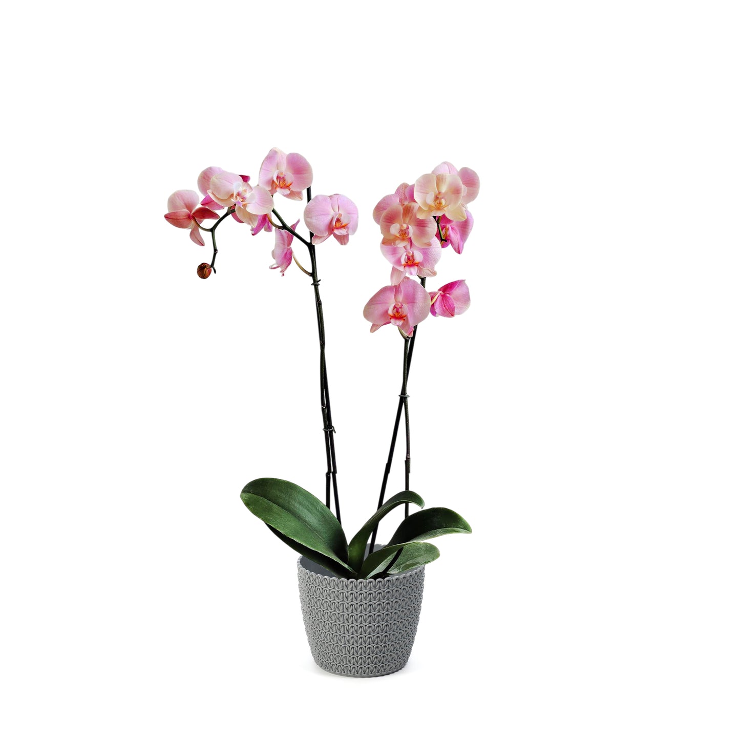 ORQUÍDEA DOS TALLOS ROSADA - EN MATERA PLÁSTICA JERSY MPR