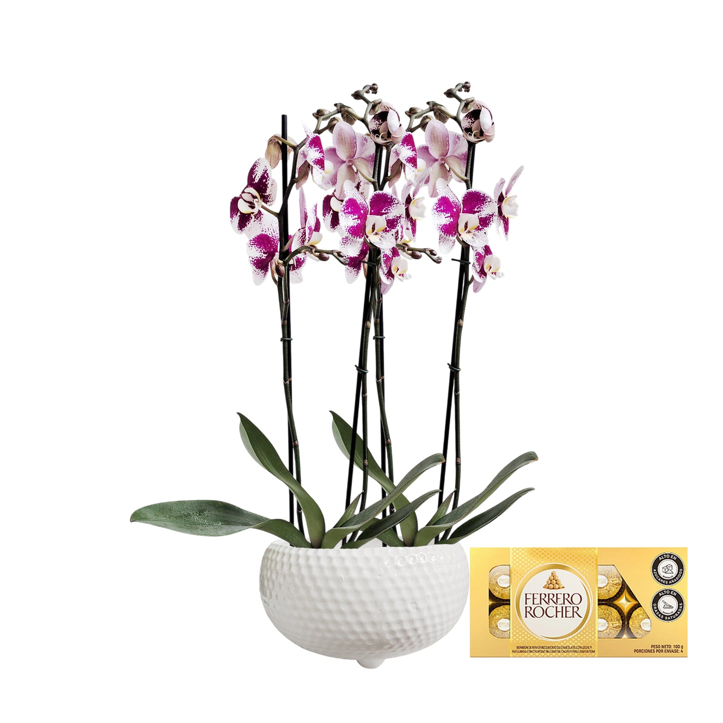 ORQUIDEA CUATRO TALLOS SPLACH MATERA CERÁMICA BOWL PANAL(AMC)