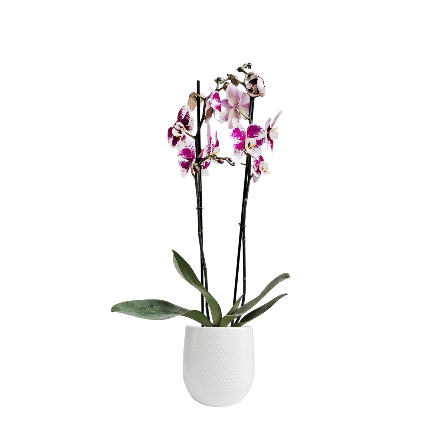 ORQUÍDEA DOS TALLOS SPLASH FUCSIA/BLANCO - EN MATERA CERÁMICA