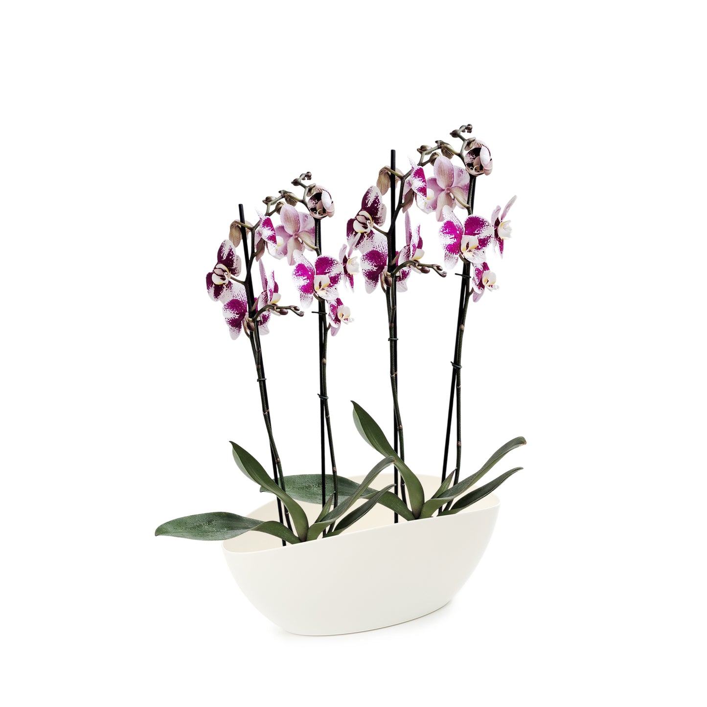 ORQUÍDEA CUATRO TALLOS SPLASH - EN MATERA PLÁSTICA LUNA MPR