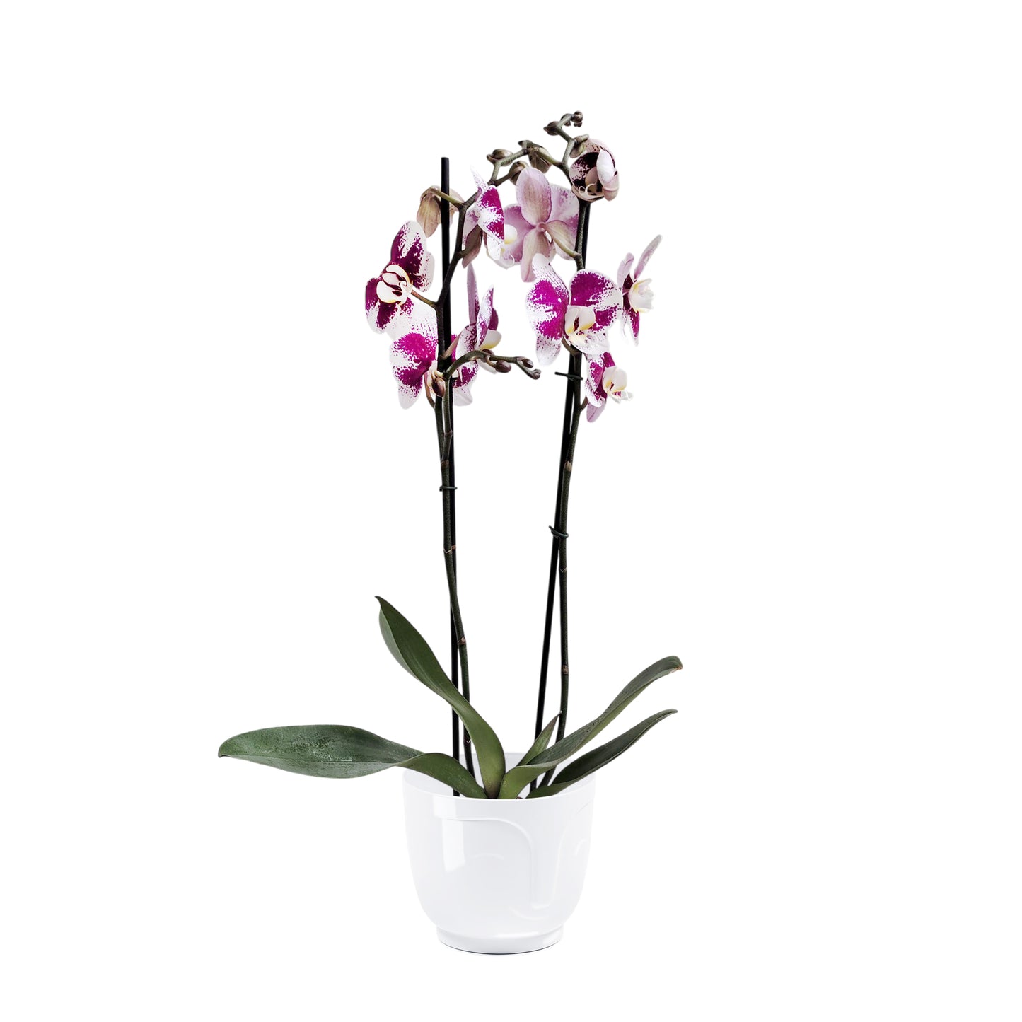 ORQUÍDEA DOS TALLOS SPLASH FUCSIA/BLANCO - EN MATERA PLÁSTICA ATENA MPR