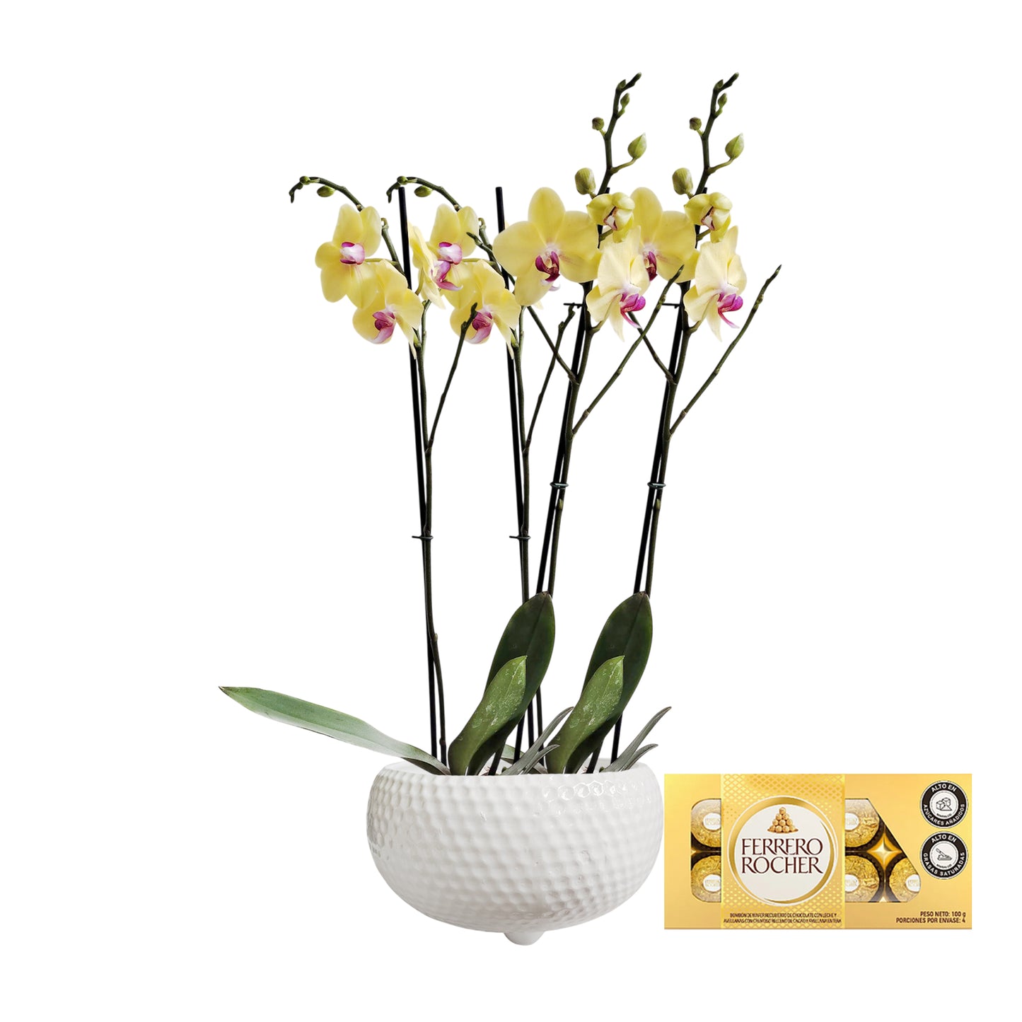 ORQUIDEA CUATRO TALLOS YELOW MATERA CERÁMICA BOWL PANAL(AMC)