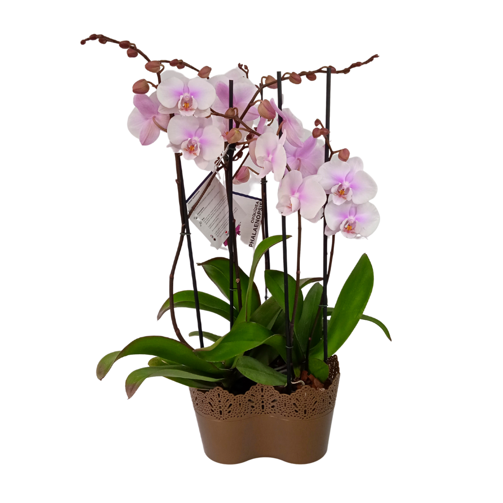 JARDIN DE 2 ORQUIDEAS ALTAS COLOR BLANCO ROSA