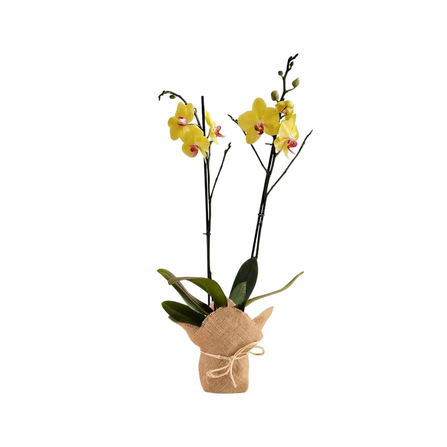 ORQUÍDEA DOS TALLOS YELOW CON YUTE