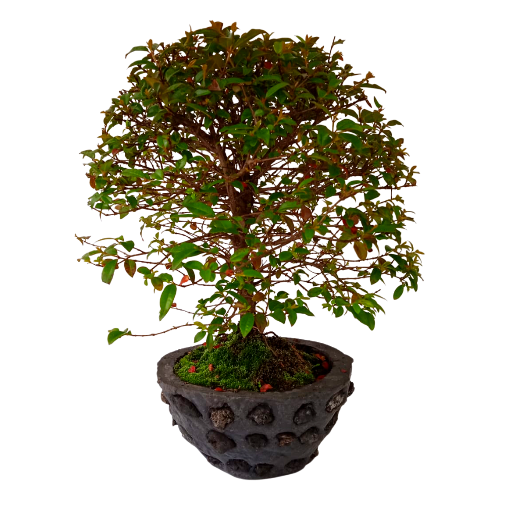 BONSAI (BN)