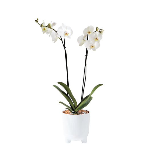 ORQUÍDEA DOS TALLOS BLANCA - EN MATERA PLÁSTICA ARIA BLANCA