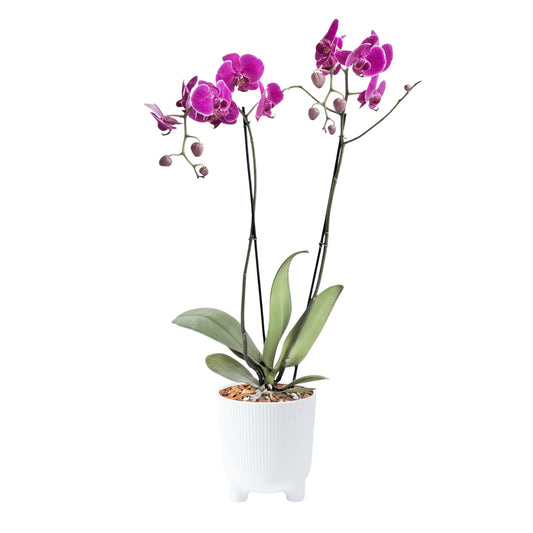 ORQUÍDEA DOS TALLOS FUCSIA - EN MATERA PLÁSTICA ARIA BLANCA