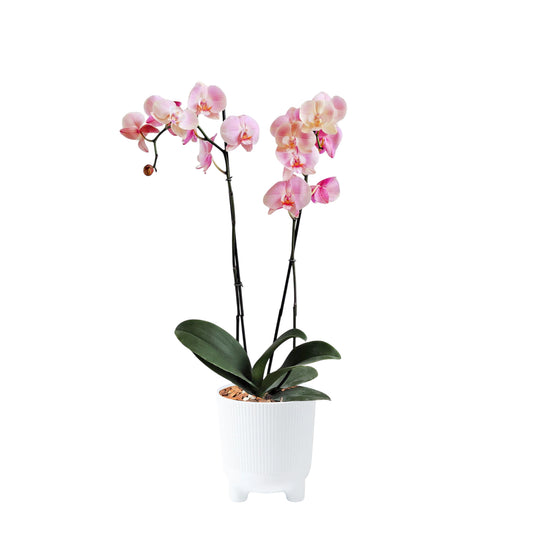 ORQUÍDEA DOS TALLOS ROSADA - EN MATERA PLÁSTICA ARIA BLANCA
