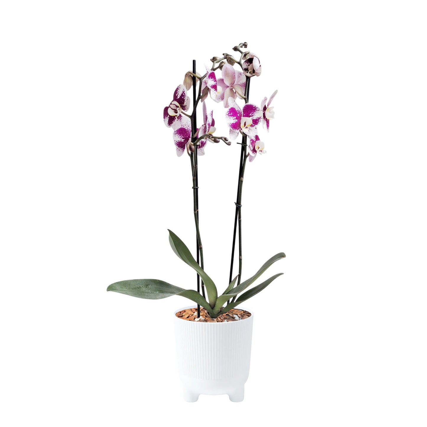 ORQUÍDEA DOS TALLOS SPLASH FUCSIA/BLANCO - EN MATERA ARIA BLANCA