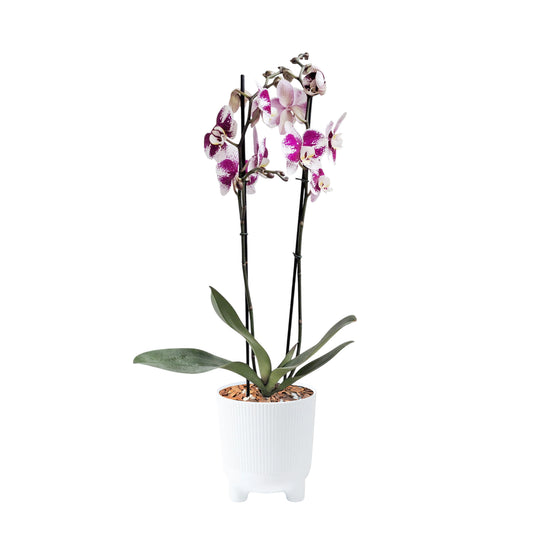 ORQUÍDEA DOS TALLOS SPLASH FUCSIA/BLANCO - EN MATERA ARIA BLANCA