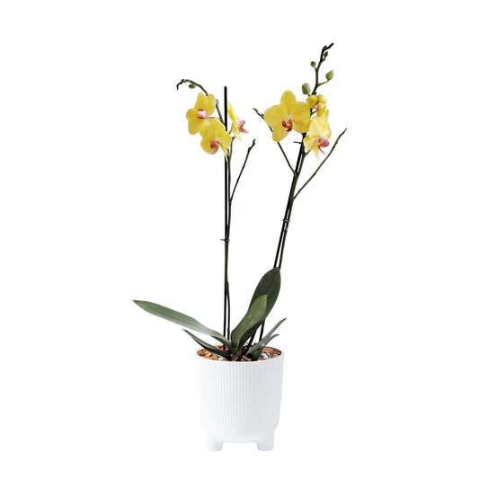 ORQUÍDEA DOS TALLOS YELOW - EN MATERA PLÁSTICA ARIA BLANCA