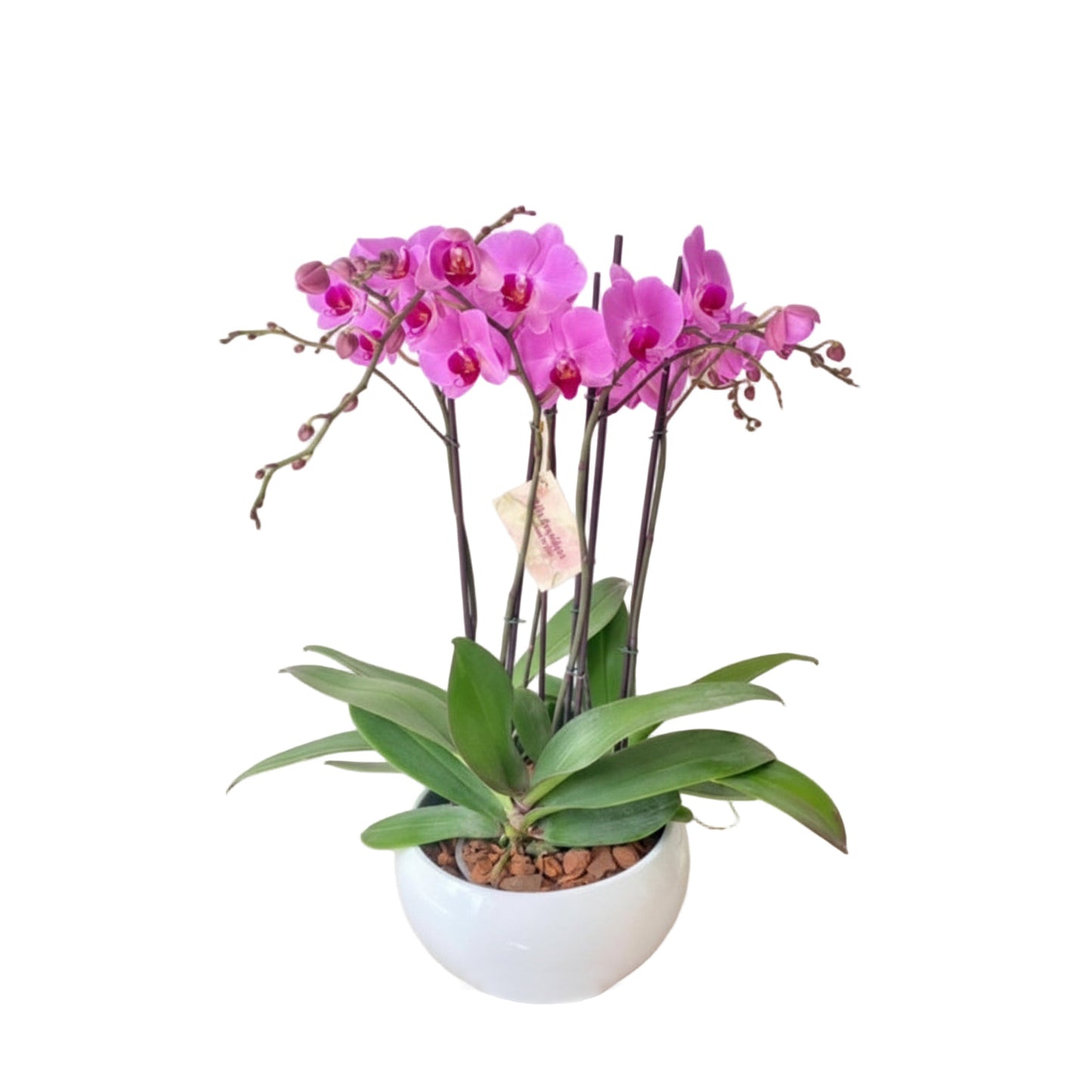 ARREGLO DELUXE  6 VARAS DE ORQUIDEAS ALTAS FUCSIA MATERA CERAMICA(AMC)