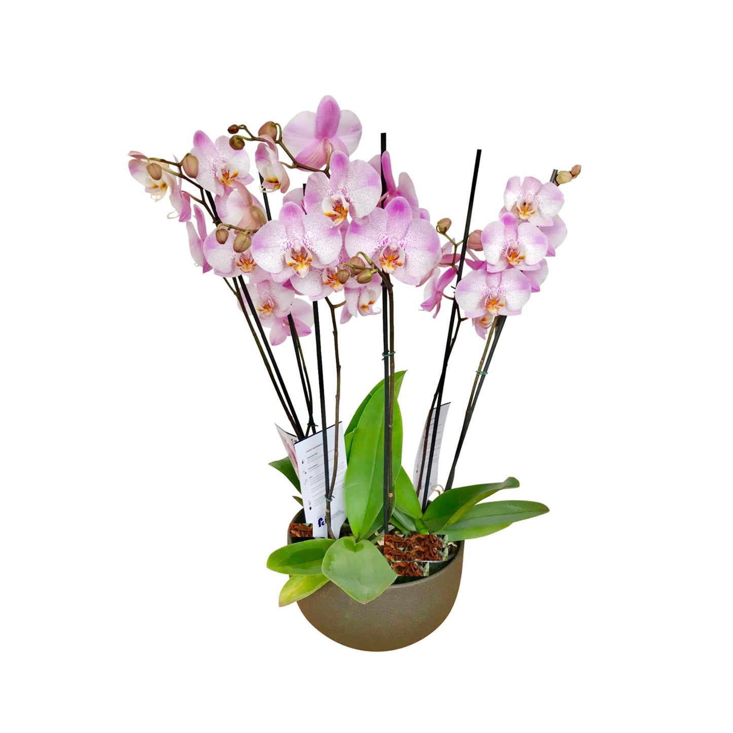 ARREGLO DELUXE 6 VARAS DE ORQUIDEAS ALTAS ROSADAS MATERA CERAMICA(AMC)