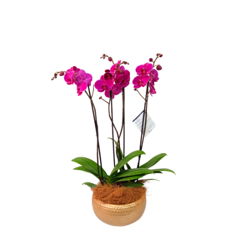 ARREGLO 2 ORQUIDEAS ALTAS FUCSIA MATERA CERAMICA(AMC)