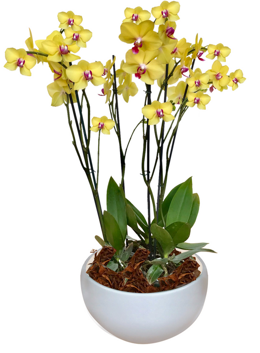 ARREGLO DELUXE 6 VARAS DE ORQUIDEAS ALTAS AMARILLO MATERA CERAMICA(AMC)