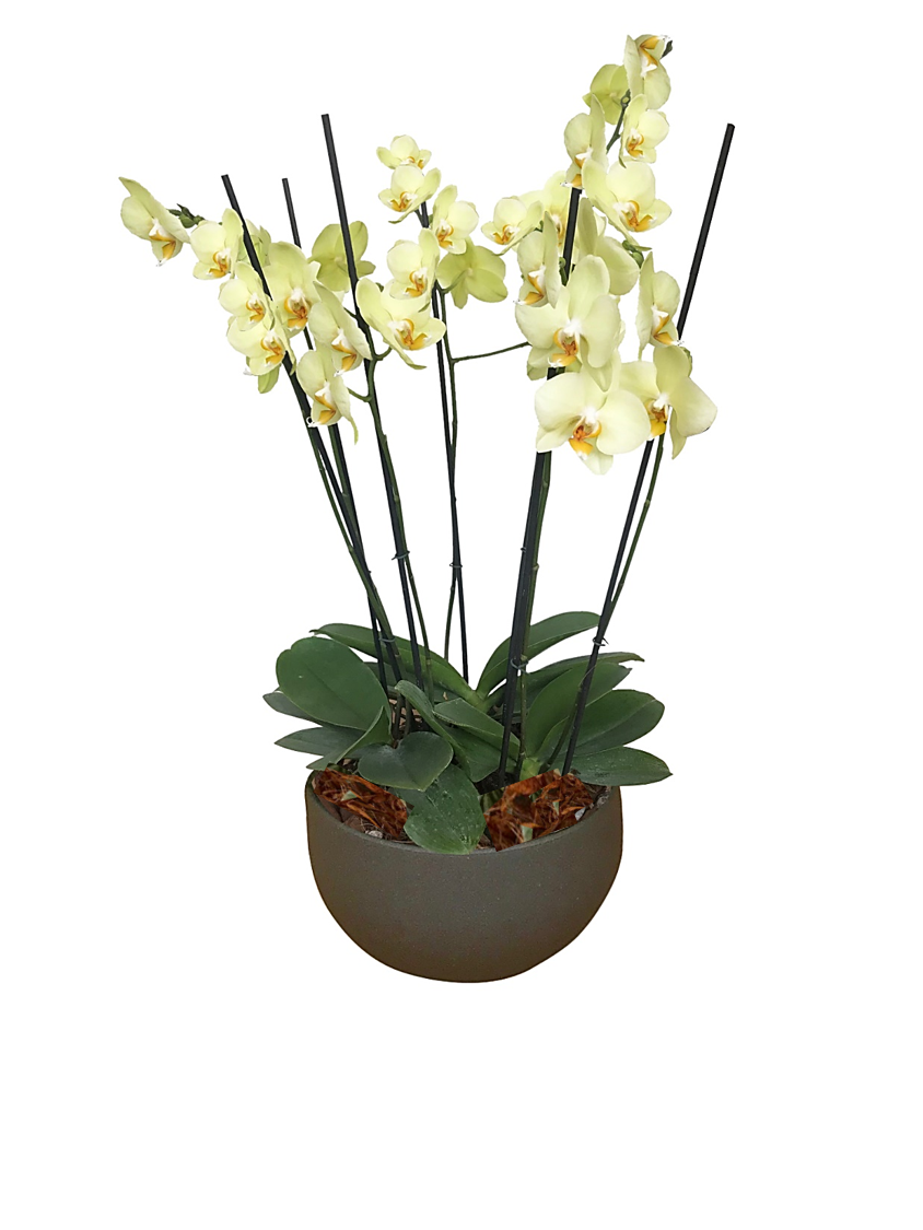 ARREGLO DELUXE 6 VARAS DE ORQUIDEAS ALTAS AMARILLO MATERA CERAMICA(AMC)