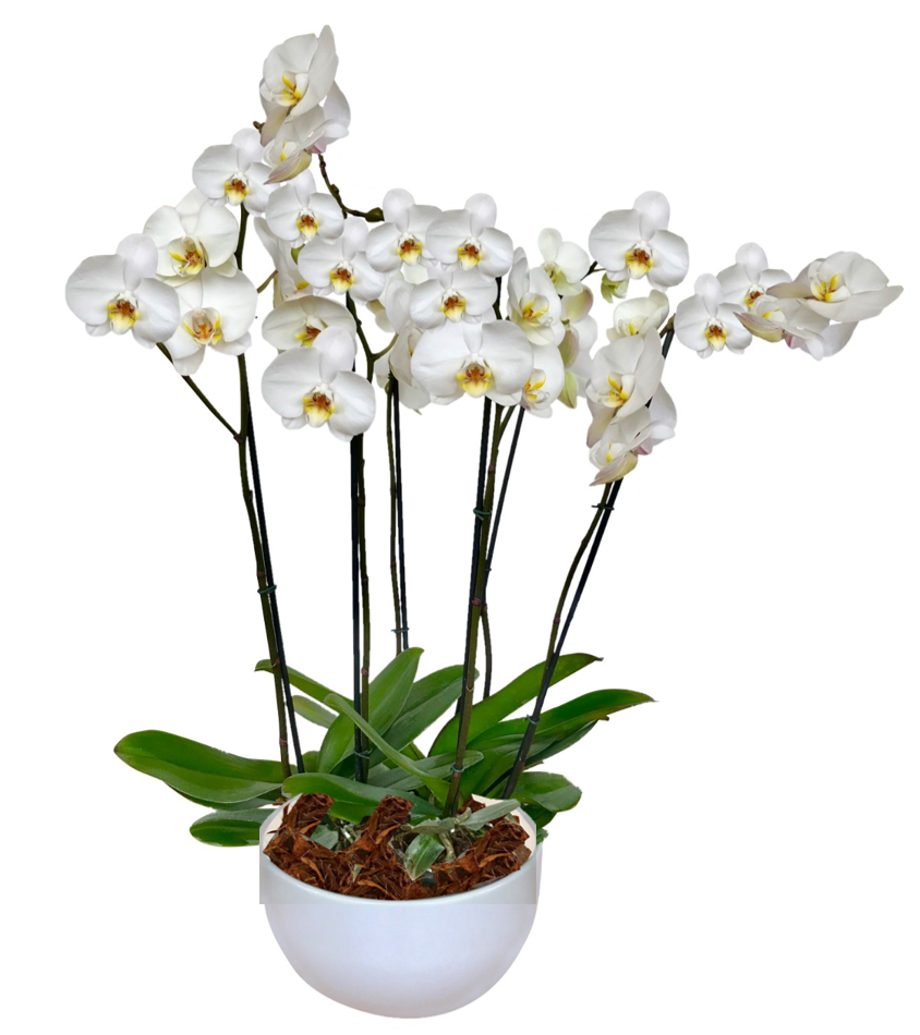 ARREGLO DELUXE 6 VARAS DE ORQUIDEAS ALTAS BLANCAS MATERA CERAMICA(AMC)