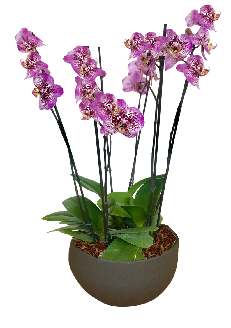 ARREGLO DELUXE  6 VARAS DE ORQUIDEAS ALTAS FUCSIA MATERA CERAMICA(AMC)