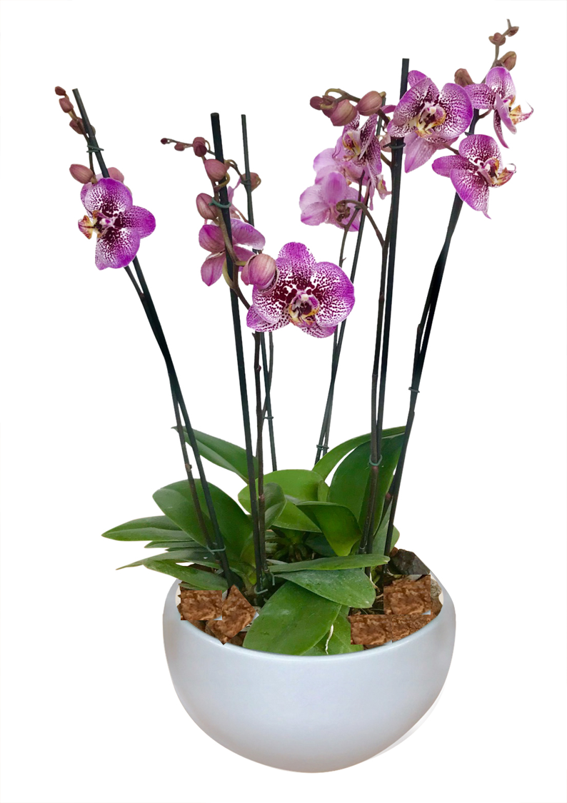 ARREGLO DELUXE  6 VARAS DE ORQUIDEAS ALTAS FUCSIA MATERA CERAMICA(AMC)