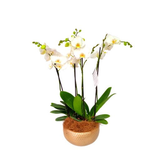 ARREGLO 2 ORQUÍDEAS ALTAS BLANCAS CON MATERA CERÁMICA (AMC)