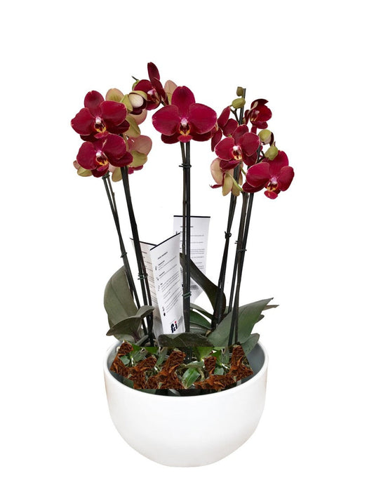 ARREGLO DELUXE 6 VARAS DE ORQUIDEAS ALTAS VINO MATERA CERAMICA(AMC)