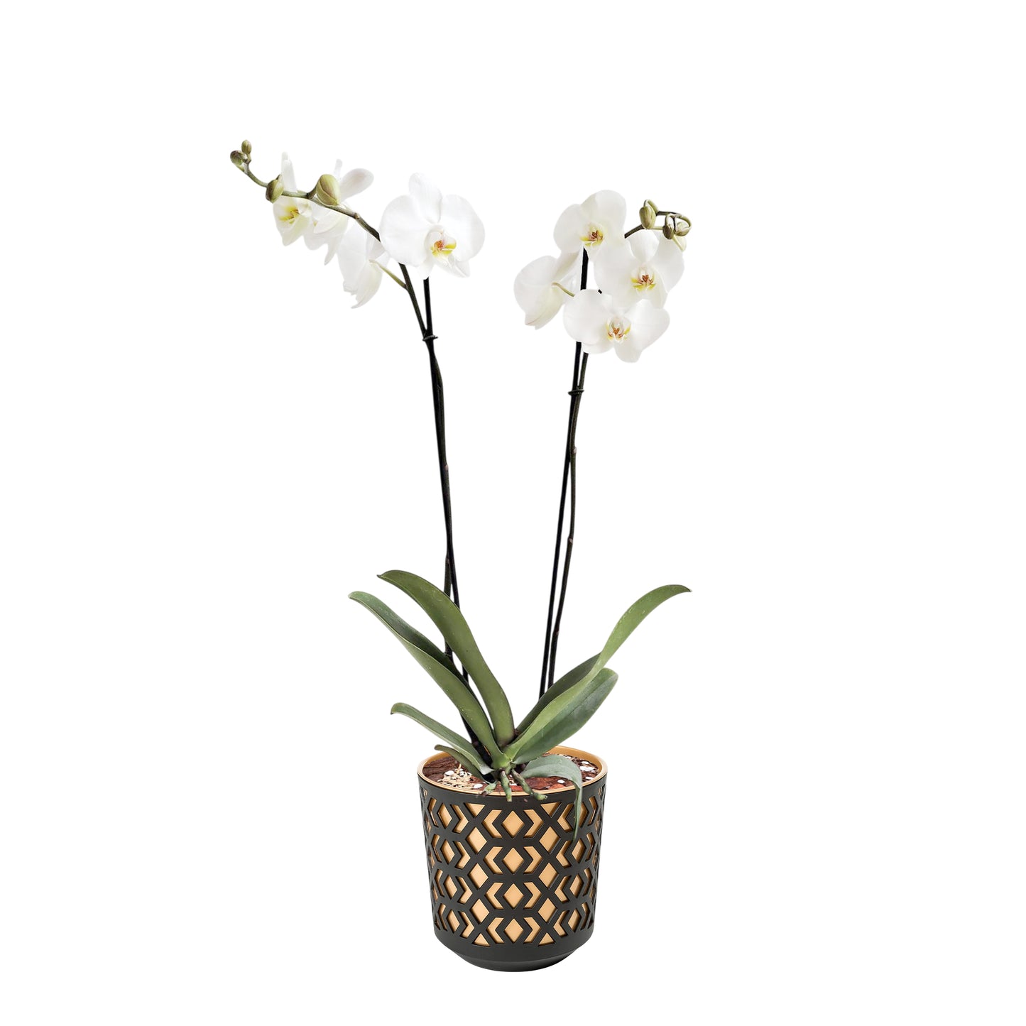 ORQUÍDEA DOS TALLOS BLANCA - EN MATERA PLÁSTICA AZTEK