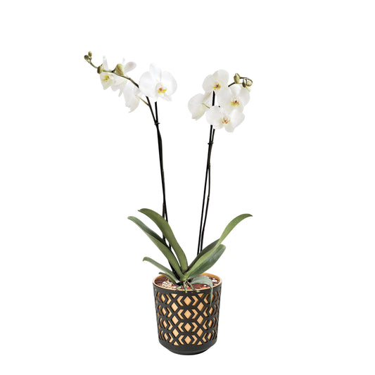 ORQUÍDEA DOS TALLOS BLANCA - EN MATERA PLÁSTICA AZTEK