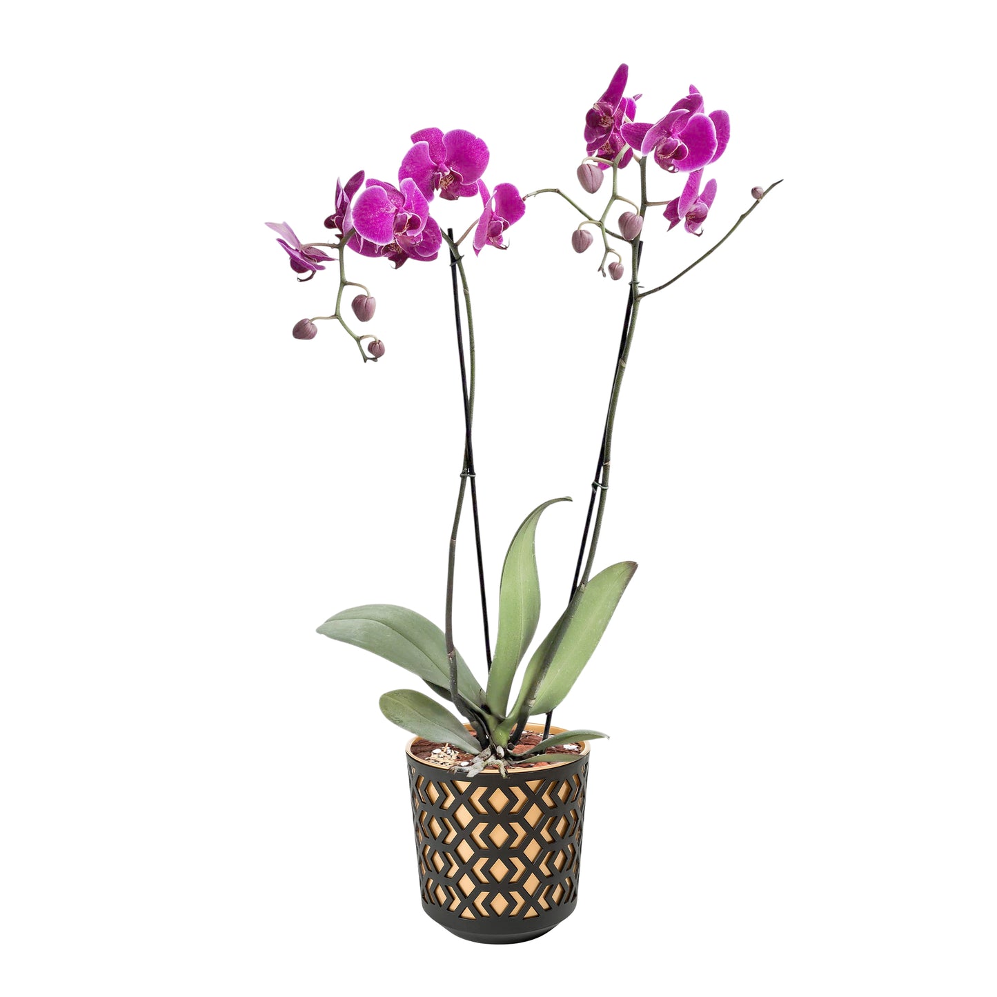 ORQUÍDEA DOS TALLOS FUCSIA - EN MATERA PLÁSTICA AZTEK