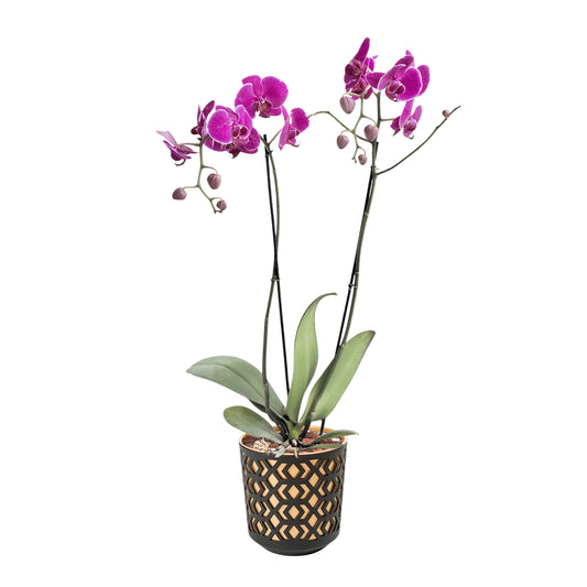 ORQUÍDEA DOS TALLOS FUCSIA - EN MATERA PLÁSTICA AZTEK