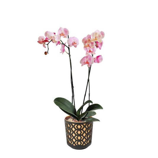 ORQUÍDEA DOS TALLOS ROSADA - EN MATERA PLÁSTICA AZTEK