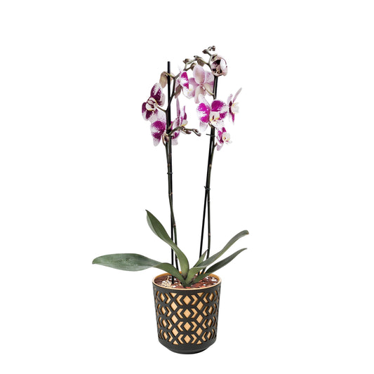 ORQUÍDEA DOS TALLOS SPLASH - EN MATERA PLÁSTICA AZTEK