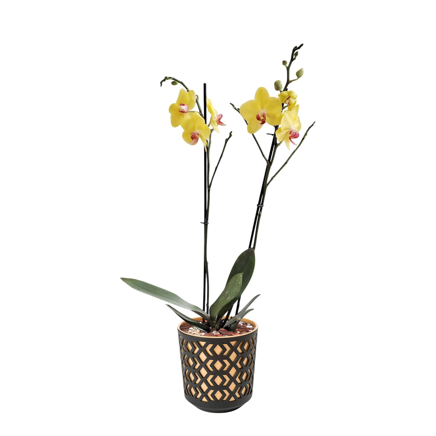 ORQUÍDEA DOS TALLOS YELOW - EN MATERA PLÁSTICA AZTEK