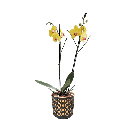 ORQUÍDEA DOS TALLOS YELOW - EN MATERA PLÁSTICA AZTEK