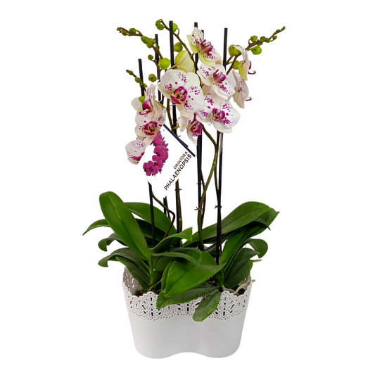 JARDIN DE 2 ORQUIDEAS ALTAS COLOR BLANCO PINK